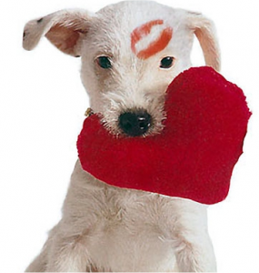 Pet Valentine's Day Gifts width=