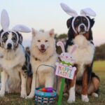 Easter gift ideas for your dog