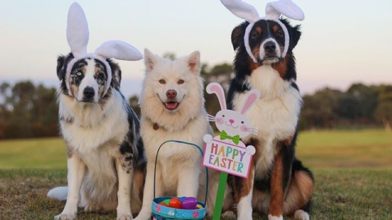 Easter gift ideas for your dog