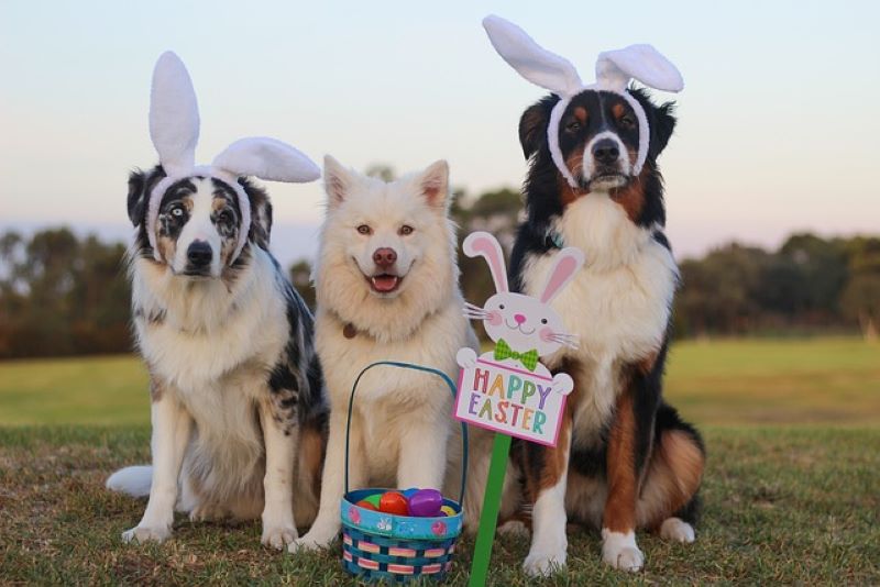 Pet Easter gift ideas for your dog