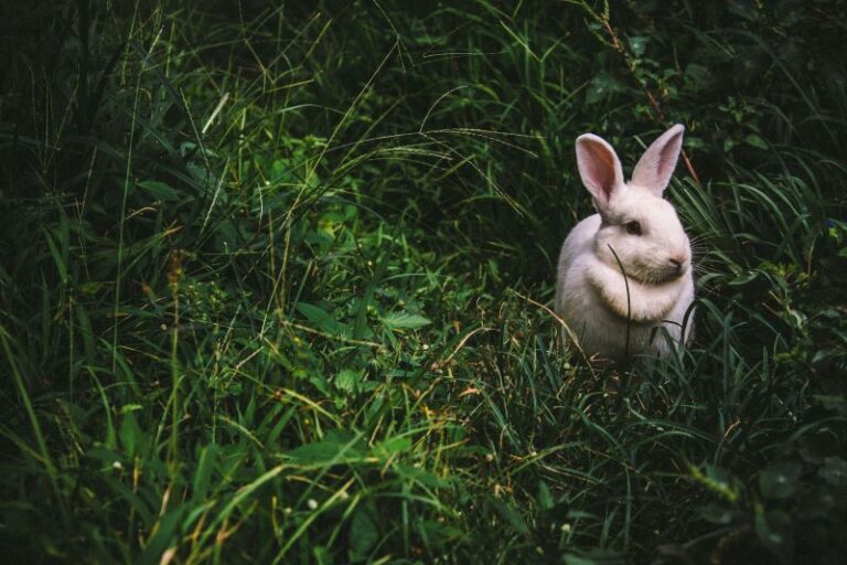 Easter Bunny