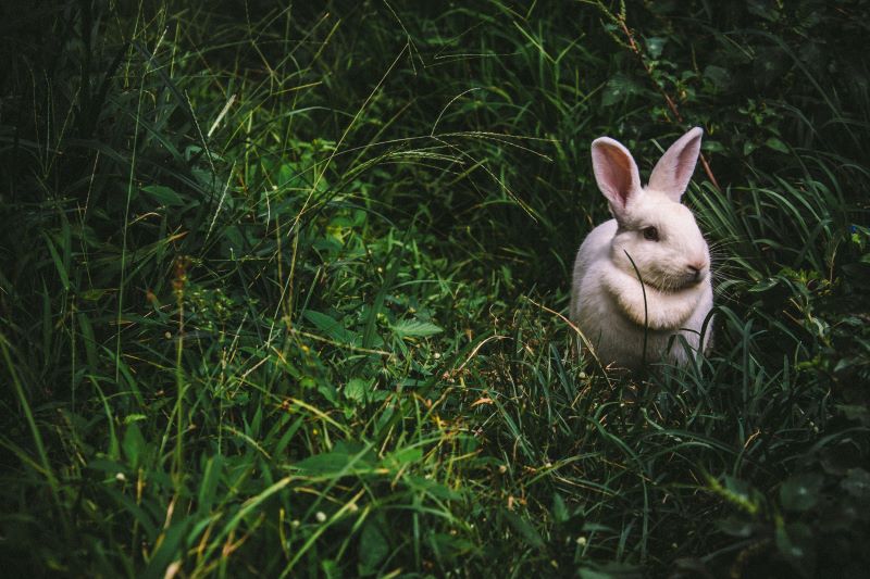 Easter Bunny