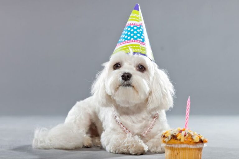 Baking a Pawsitively Perfect Birthday Cake