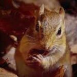 BBC Earth family summer lineup- Tiny Giants and Wings 3D