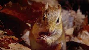 BBC Earth Tiny Giants