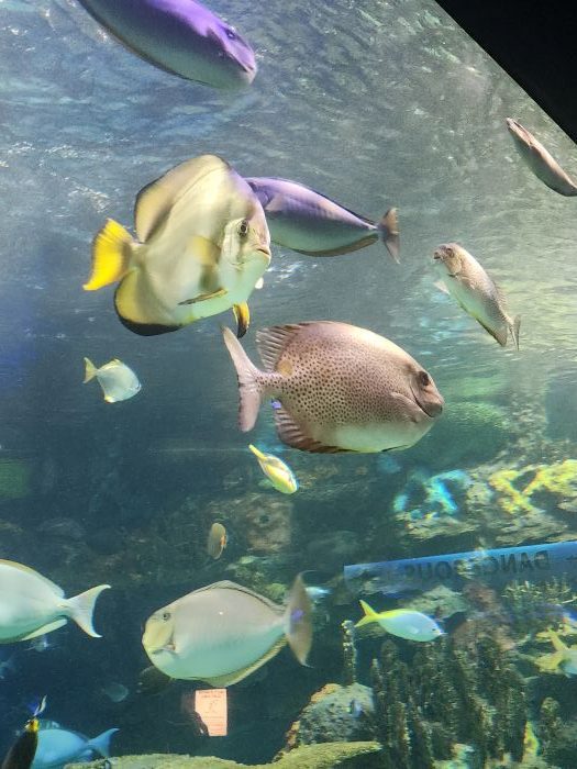 About Ripley’s Aquarium of Canada