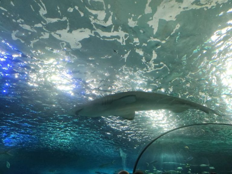 ripleys aquarium