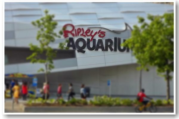 Ripley’s Aquarium of Canada-  Summer Family Fun
