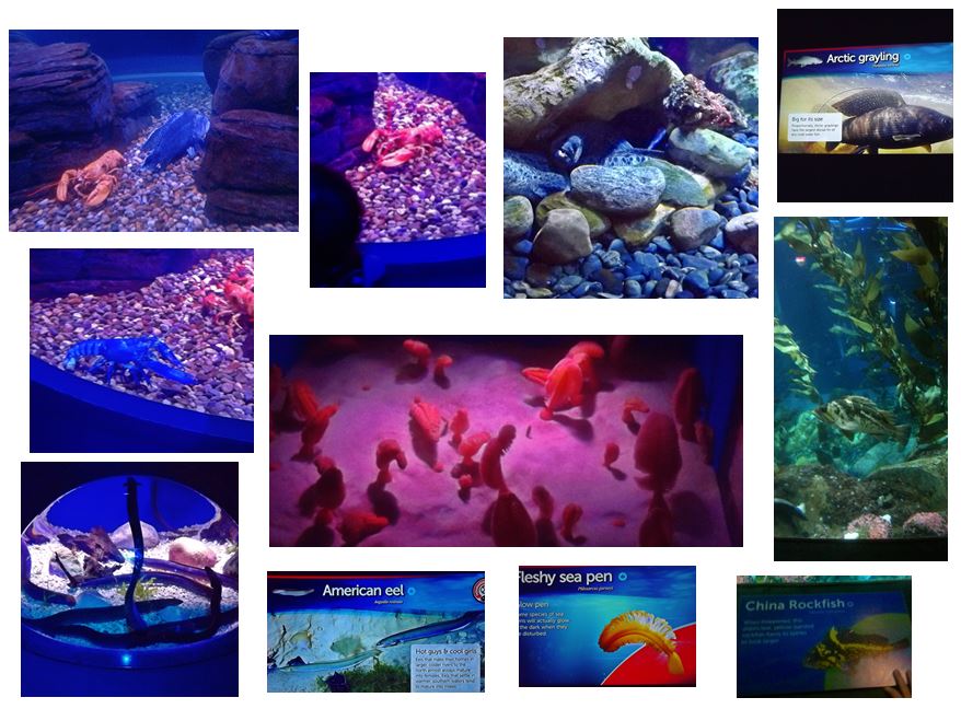 Ripley's Aquarium of Canada