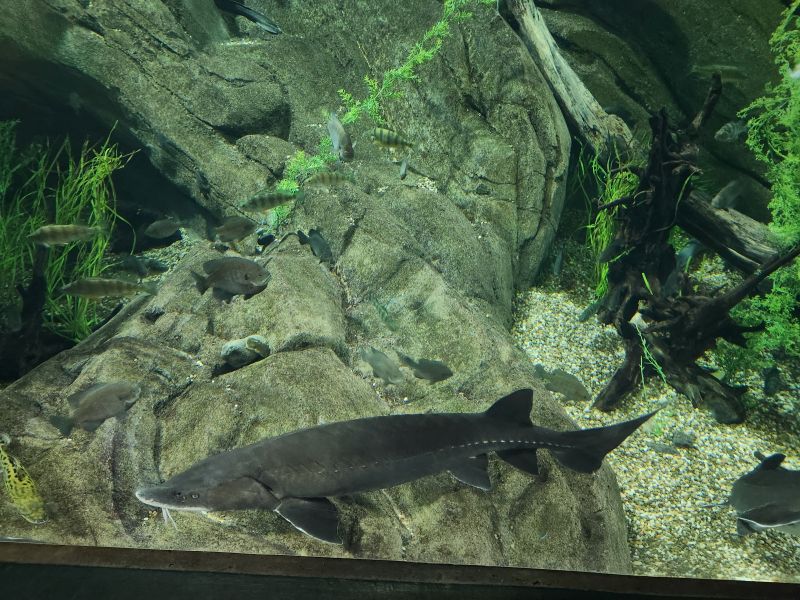 Ripley’s Aquarium of Canada review and family guide featuring exhibits, tickets, location, and tips for visiting one of Toronto’s top attractions with kids.