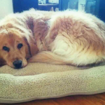 Van Ness Beautiful Dreamer pet bed for your dog or cat
