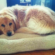 Van Ness Beautiful Dreamer pet bed for your dog or cat