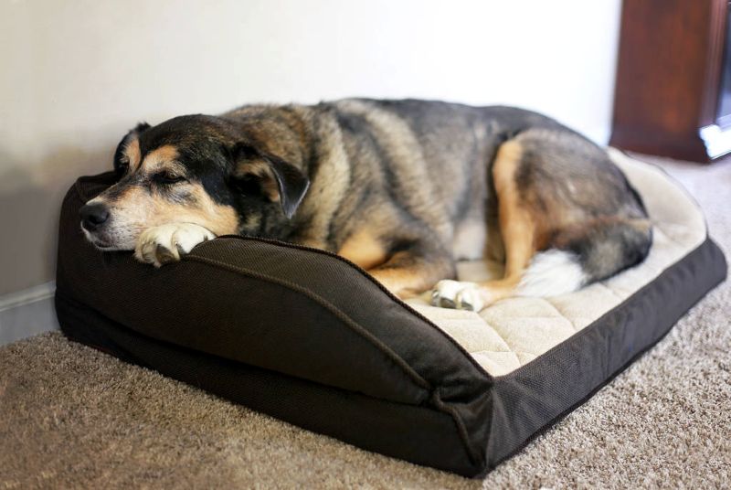 washable dog bed