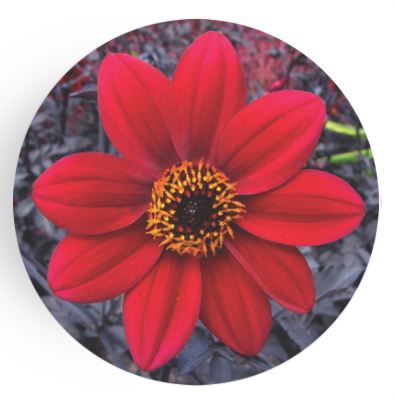 decoplate