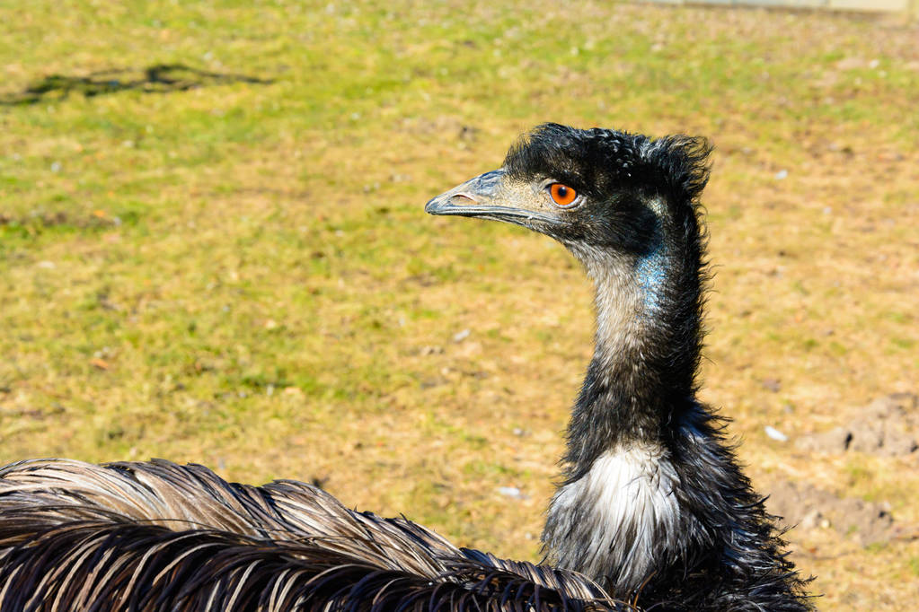 Emu oil