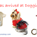 Gift Ideas for your Dog