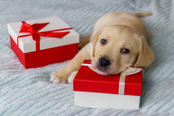 Thoughtful Pet Gift Options That Celebrate Your Dog