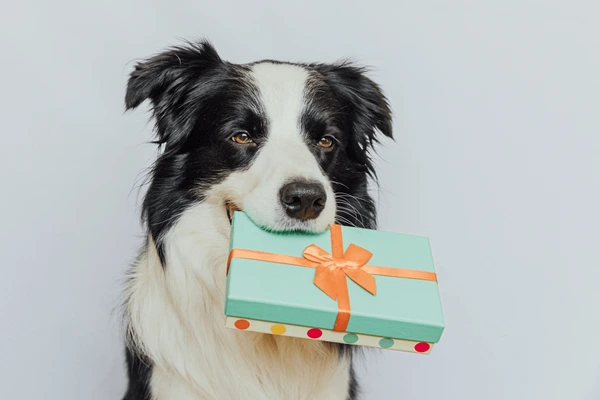 Thoughtful Pet Gift Options That Celebrate Your Dog