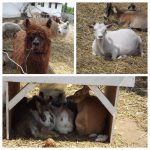 Land O’Lakes Rescue Petting Farm Ontario