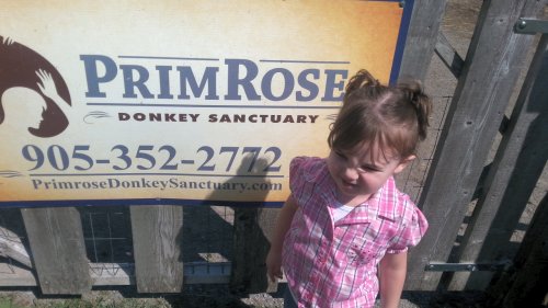 PrimRose Donkey Sanctuary 