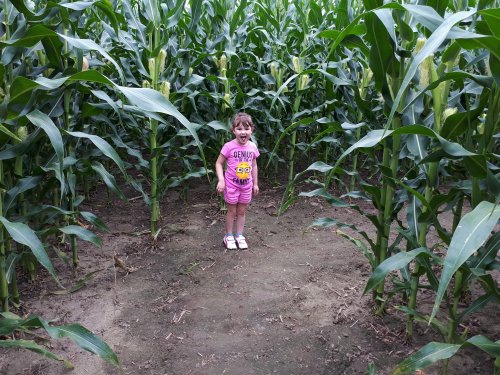 Corn maze