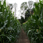 Cricklewood Farm Corn Maze