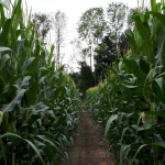 Cricklewood Farm, Orchard & Corn Maze