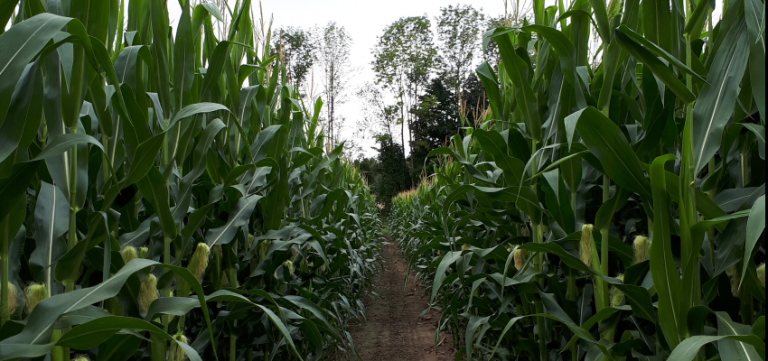 Cricklewood Farm, Orchard & Corn Maze