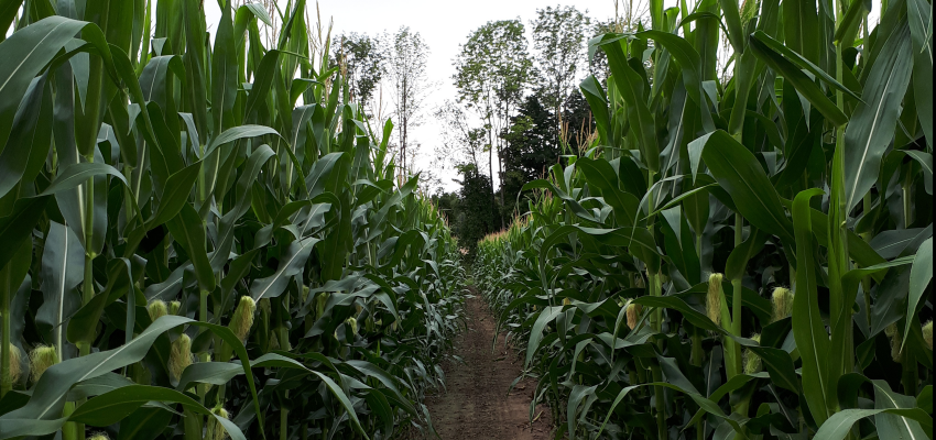 Cricklewood Farm apple orchard Corn Maze