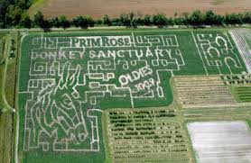 Cricklewood Farm apple orchard