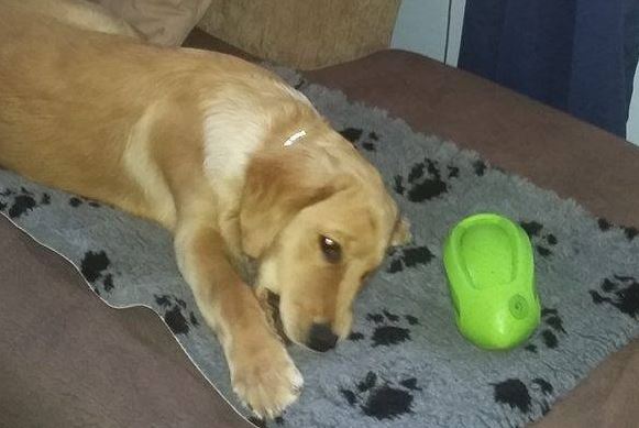 Pet Crate and Carrier Mat