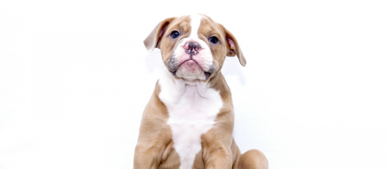 What Dogs Know about humans