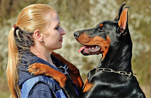 dogs