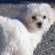 Why Owning a Dog Is Good for Your Mental Health