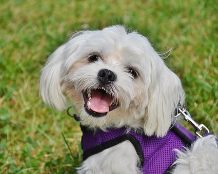 Maltese