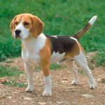 Beagle puppy standing in a meadow