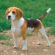 Getting a Puppy? Reasons to Say Yes