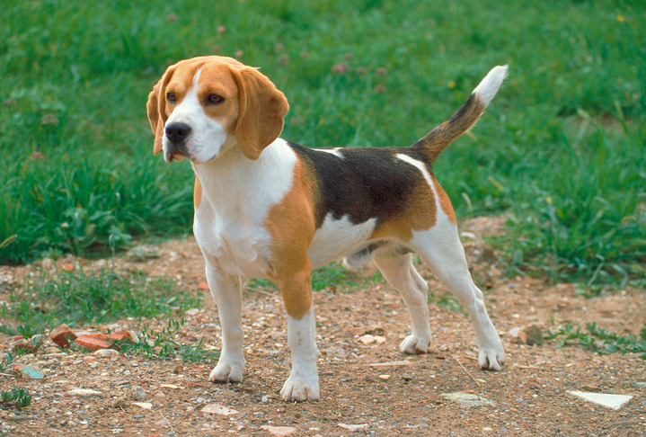Beagle puppy standing in a meadow
