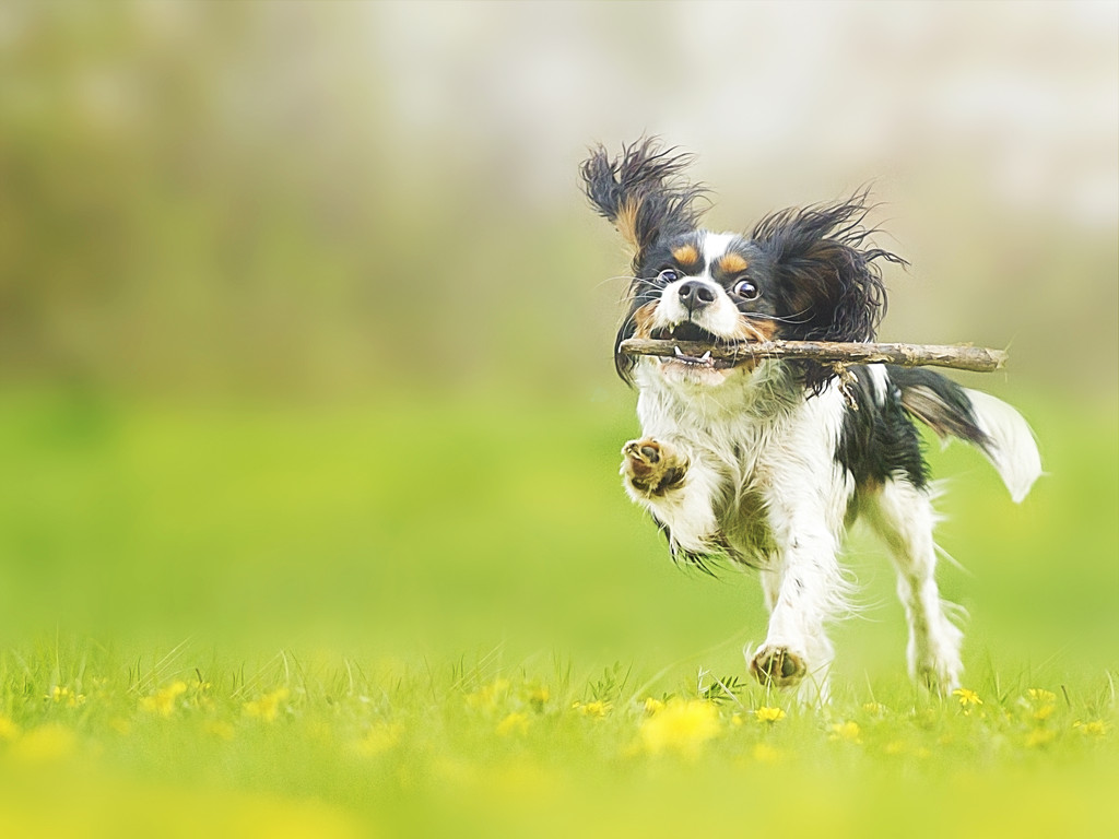 Cavalier King Charles Spaniel