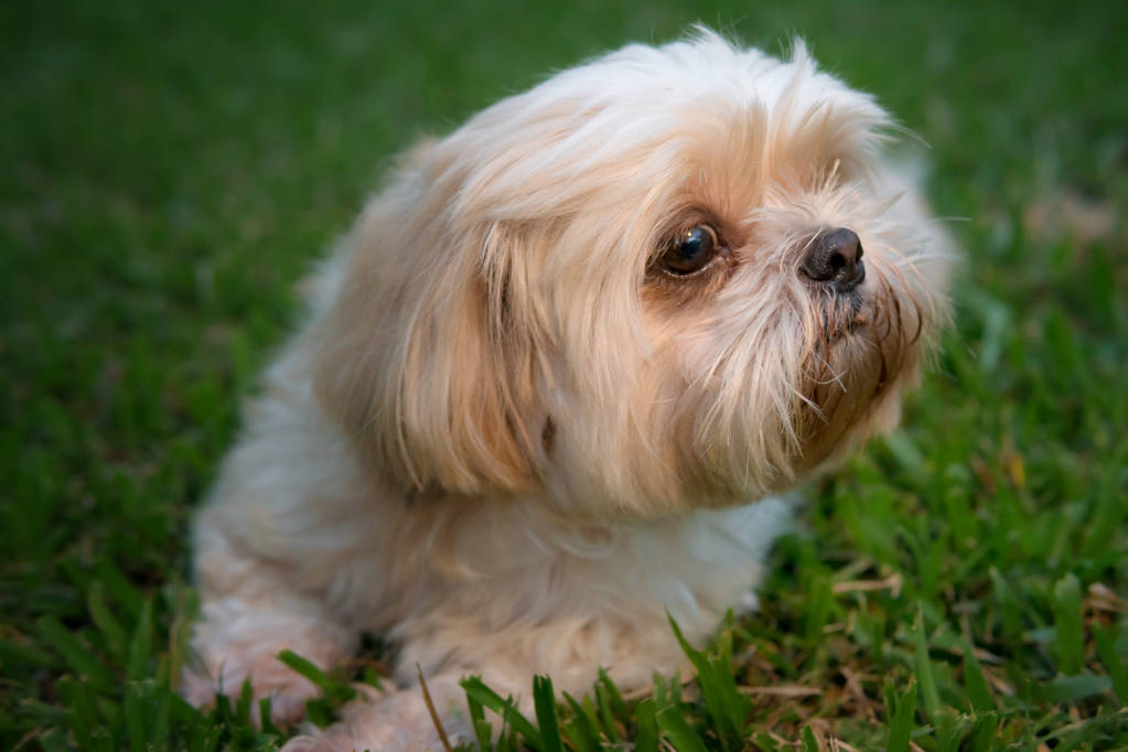 Shih Tzu