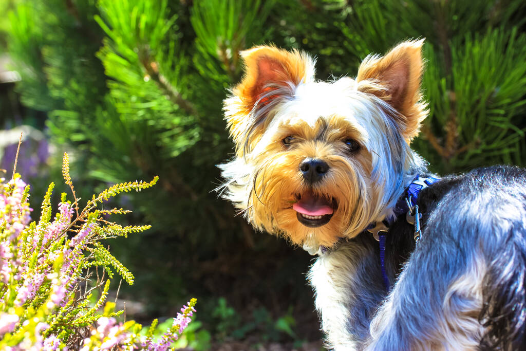 Yorkshire Terriers
