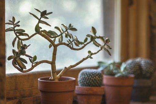 green houseplants