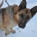 Training your German Shepherd with Training Collars