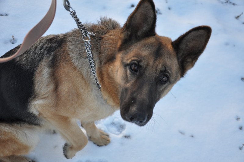 german shepherd choke collar