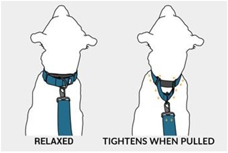 Martingale Collar