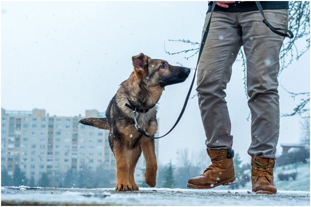 Best dog shock collar for german shepherd shop