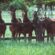 Can horses read human emotions?