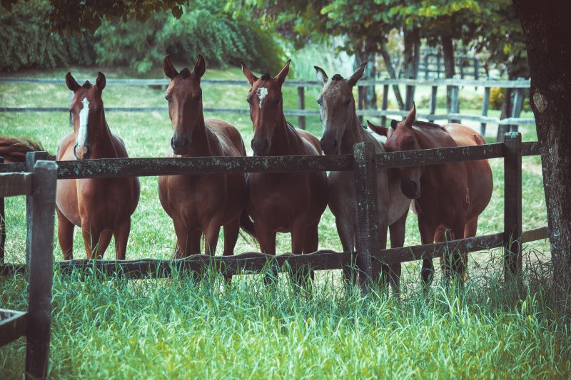 Can horses read human emotions?