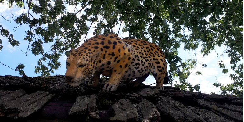 Jungle Cat World Wildlife Park