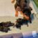 Preparing a whelping room for your litter